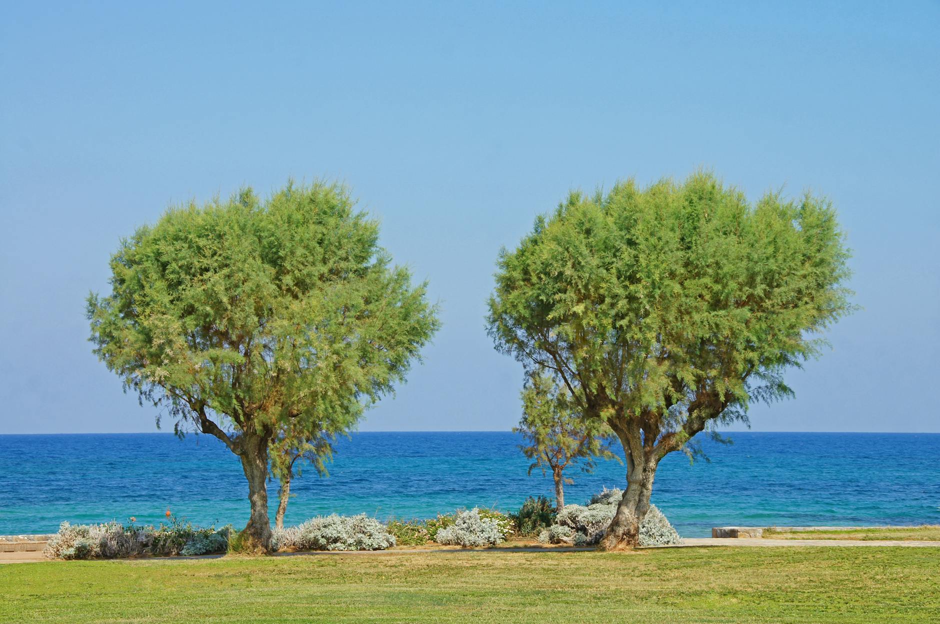 seaside landscape with horizon trees and ocean coastal paradise