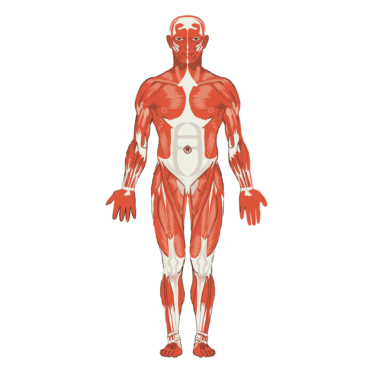 Human body anatomy png sticker