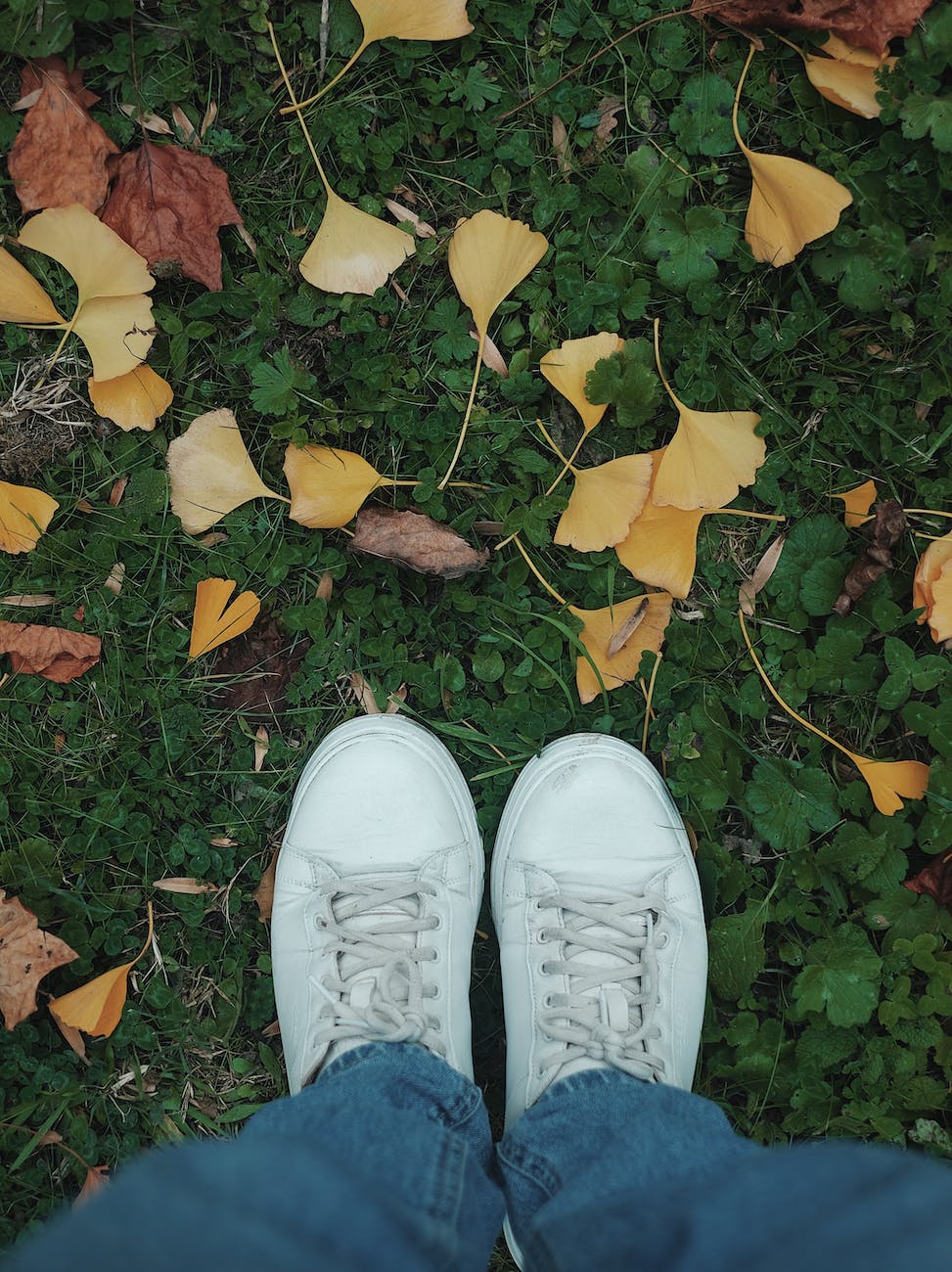 point of view photo of autumn leaves on the ground